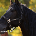 Elimination Des Chevaux