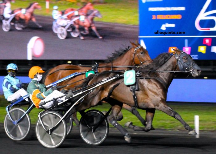 Belle Turf Prono Vip