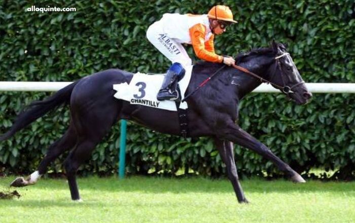 Don Du Ciel Turf