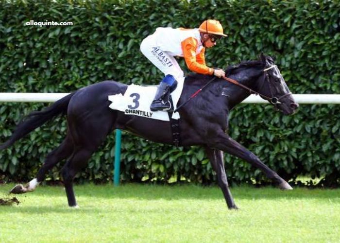 Don Du Ciel Turf