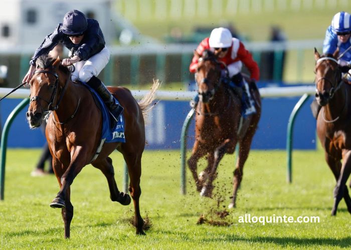Alloquinte: Horse Racing Tips and Predictions