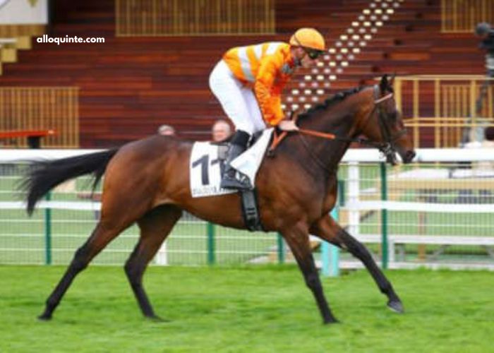 Good Hippique Turf